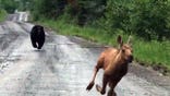 Bear Chases Moose
