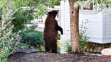 Young black and brown bear stands by tree, looking into window.