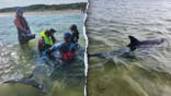Workers rescuing stranded dolphins.