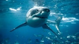 A great white shark turns below the ocean's surface.