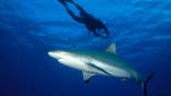 Grey reef shark swims around a diver in blue water.