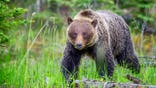 Grizzly bear stands in Jasper National Park, Canada.