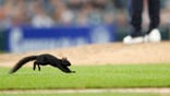 Squirrel runs across the infield during a Detroit Tigers and Baltimore Orioles game at Comerica Park.
