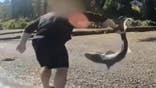 Man accused of illegally 'wrestling' protected sharks in Washington state after months-long investigation