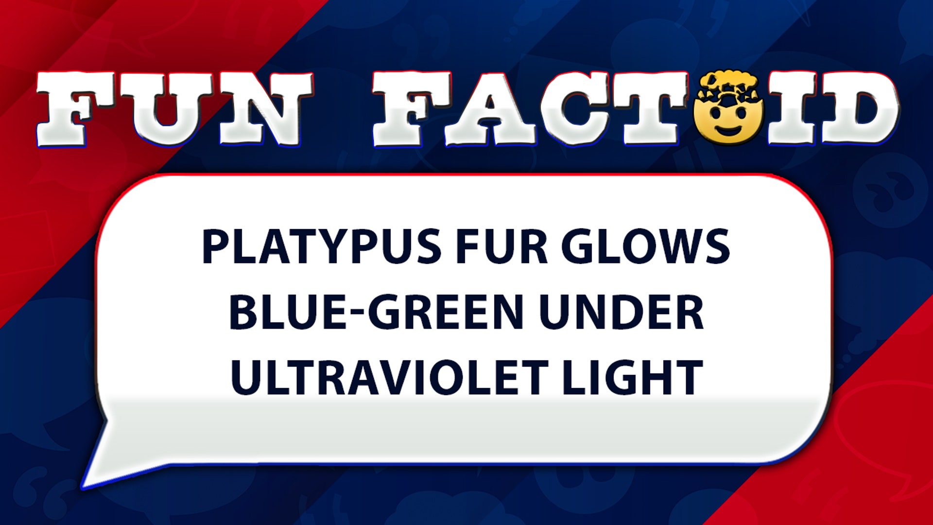 Platypus fur glows blue-green under ultraviolet light