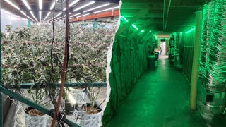 California seizes 63,000 pounds of illegal cannabis worth $104 million in major crackdown