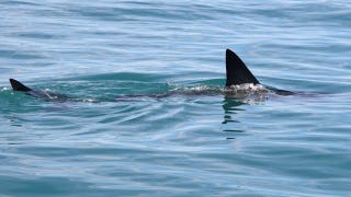 Shark Week puts shark bite survival in focus with ER doc's expert tips