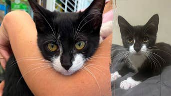 Tuxedo cat unwittingly dragged into a 'life of crime' at Maryland bank branch - Fox News