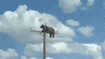 Drivers can't believe their eyes when they see what's on top of a light pole over rural highway - Fox News