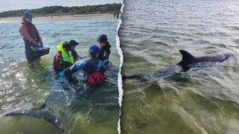 Rescuers work to save nearly 50 bottlenose dolphins in historic Cape Cod stranding - Fox News