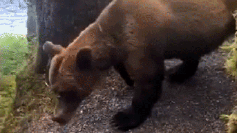 Hikers credit vital park ranger training after surviving a tense standoff with a grizzly - Fox News