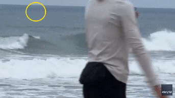 Sorpresa en la «Semana del Tiburón»: un gran tiburón blanco salta fuera del agua a solo unas yardas de un surfista de boogie que ni se da cuenta - Fox News