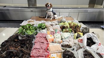 Border K-9 sniffs out 99 pounds of prohibited meat, plants and monitor lizard in suitcase from Thailand