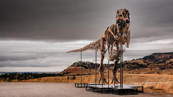 Massive T. rex fossil roars to $50 million sale, becoming one of the priciest ever auctioned