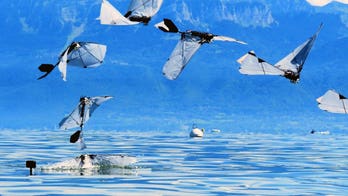 Robot bird swims underwater then flies away