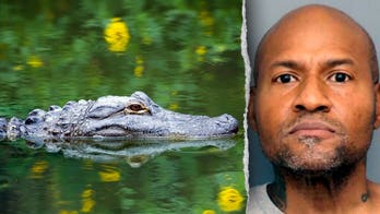 Officers in Maryland respond to reported assault, discover guns and unusual group of animals