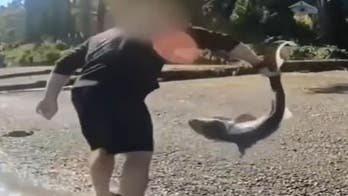 Man accused of illegally 'wrestling' protected sharks in Washington state after months-long investigation