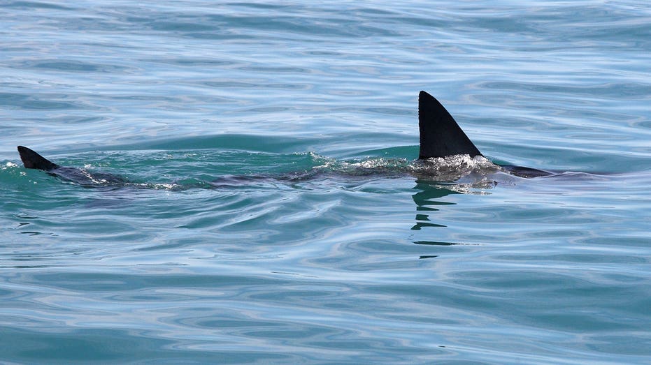 Shark Week puts shark bite survival in focus with ER doc's expert tips