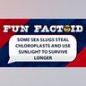 Some sea slugs steal chloroplasts and use sunlight to survive longer