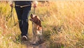 15 dog essentials that make late-summer walks and road trips easier - Fox News