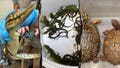69 live animals found stuffed in pillowcases in hidden car compartment after border arrest: Feds - Fox News