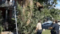 WATCH: Young bear takes rough tumble from Denver tree after wildlife officers tranquilize it - Fox News
