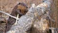 Maryland Conmocionada por el tercer ataque de castores en unas semanas después de que dos animales dieran positivo en rabia - Fox News