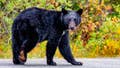 Crowd tests their luck getting close to wild bear for pictures and video at Mount Rainier - Fox News