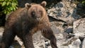 Alaska runner hospitalized after using bear spray to fight off brown bear on Alaska trail - Fox News