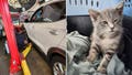 Surprise traveler trapped beneath car for hundreds of miles gets new chance at life - Fox News