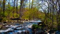 Dangerous rabid beavers attack 2 teens, with 1 airlifted and popular park partially closed - Fox News