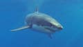 Veteran lifeguard, 71, dragged underwater off the coast of Maine by great white shark - Fox News