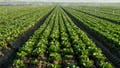 Lettuce farmers plow crops back into soil as cyclosporiasis fears tank demand for fresh greens - Fox News