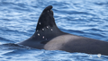 One of world&rsquo;s oldest orca whales found with possible shotgun wounds as officials launch investigation - Fox News