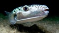 Toxic, bone-crushing fish from Hell terrorizes vacation waters - Fox News