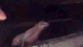 California teen faces prison after viral video shows him squaring up, repeatedly kicking sea lion in the face - Fox News