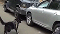 Bodycam shows police K-9 leaping into action after suspected impaired driver refused to surrender - Fox News