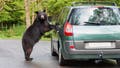 Tourists smash SUV window to free black bear trapped inside their vehicle in Gatlinburg - Fox News