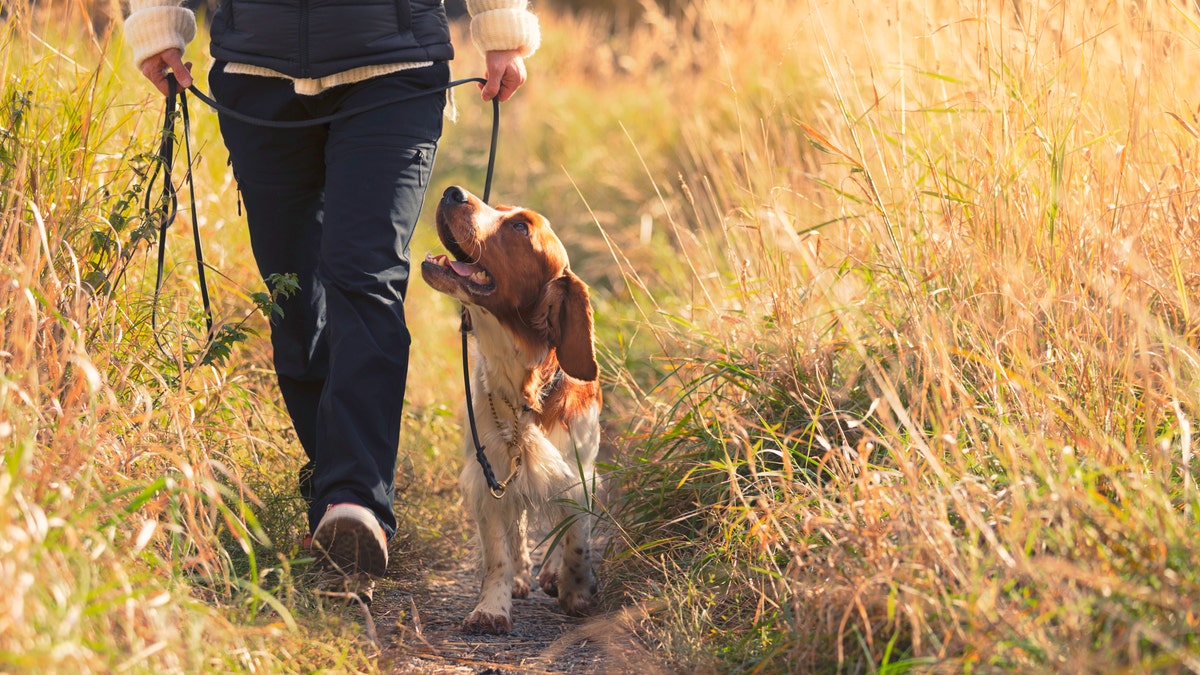 Hike, run and camp with these dog gear items.