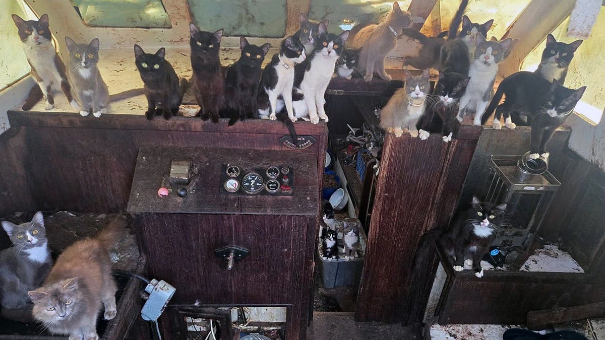 Tacoma police rescued 60 cats and kittens from a 40-foot sailboat anchored off Owens Beach