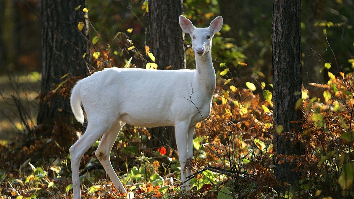 A rare Albino Whitetail Deer is seen September 26, 2007 in the Northern Highland American Legion State Forest, Boulder Junction, Wisconsin