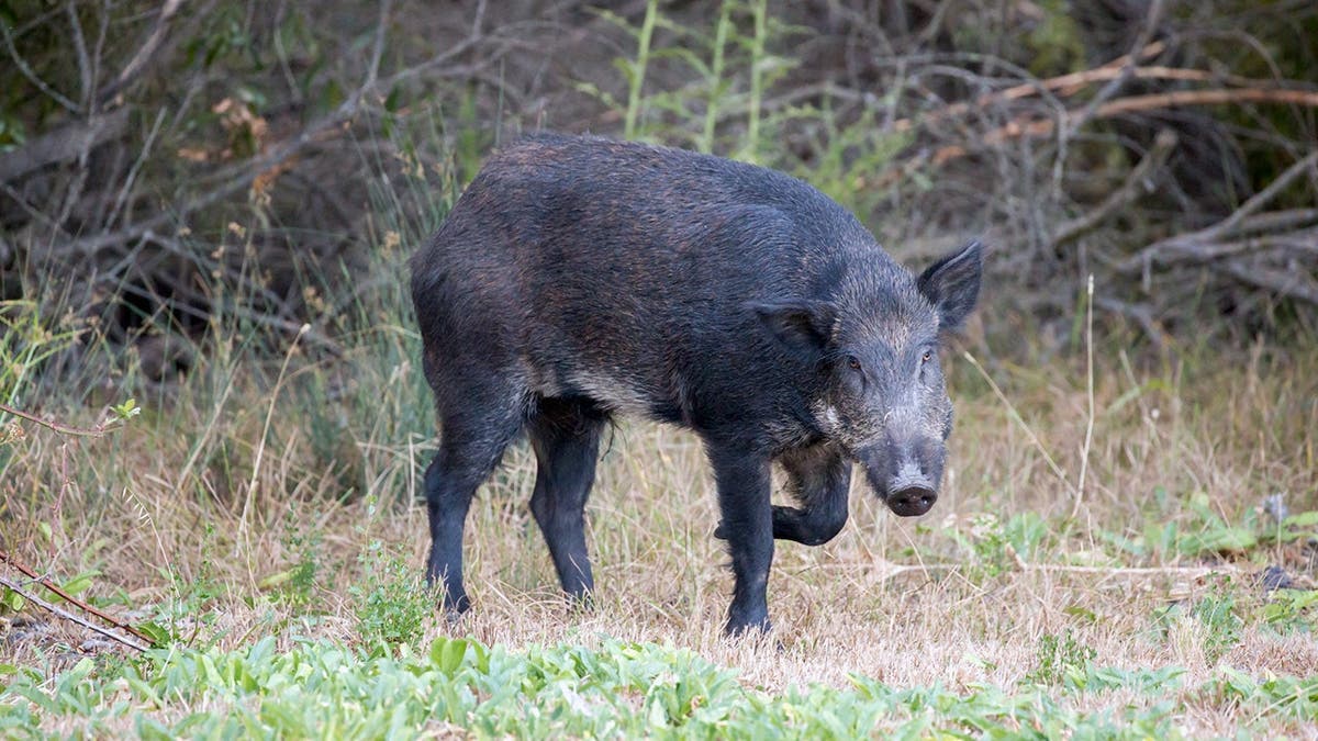 Wild Boar (Sus scrofa) in alert; Santa Clara County, California,