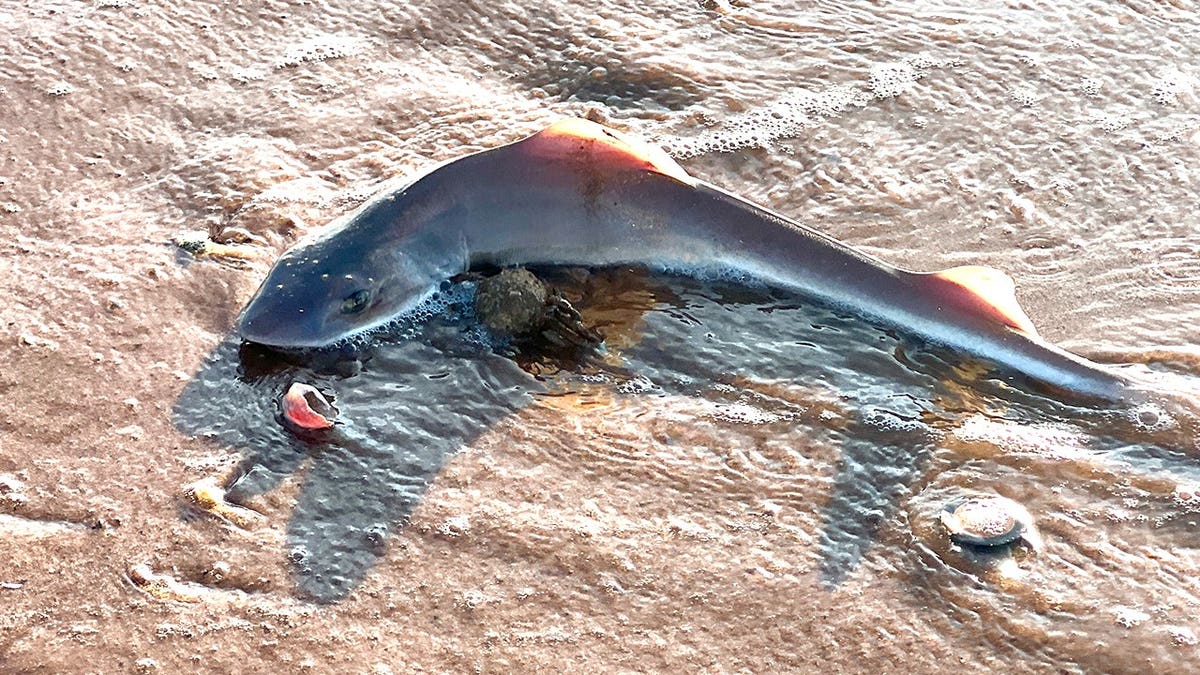 Dogfish washed on shore