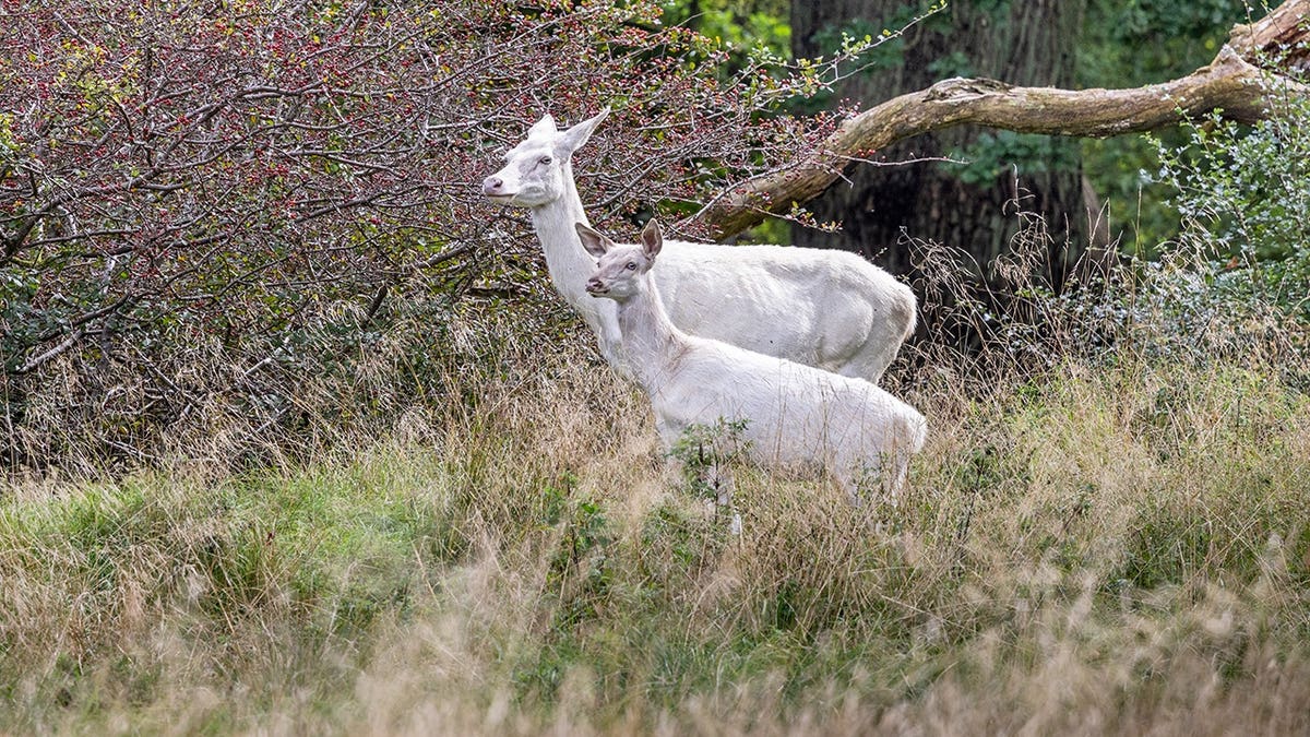Female albino red deer, Cervus elaphus in an open forest - albino deer are a common sight in deer parks where they have no natural enemies.