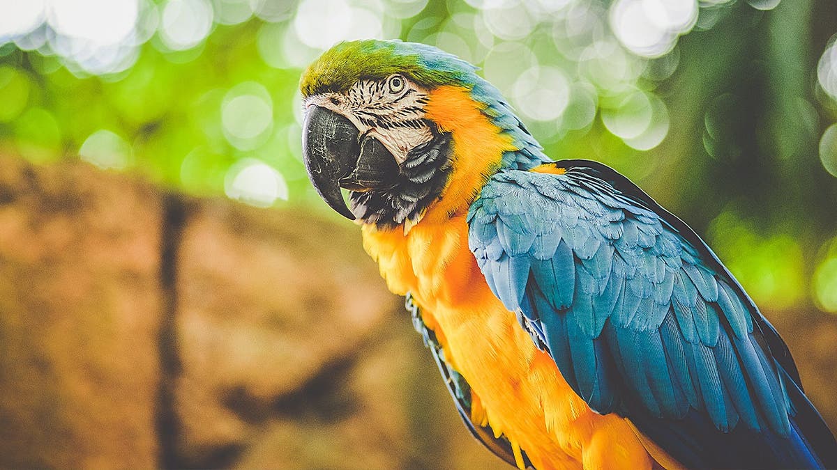 Parrot