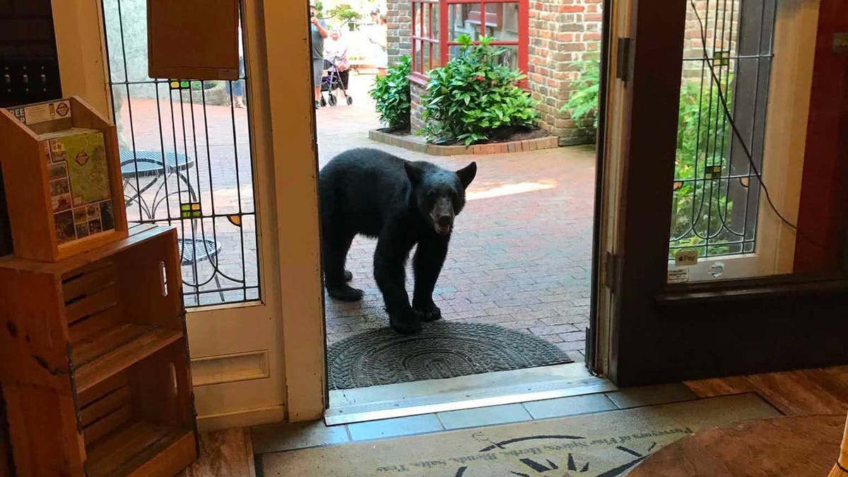 Joshua Card first spotted the bear standing near the entrance of the tea shop before the animal ventured farther inside.