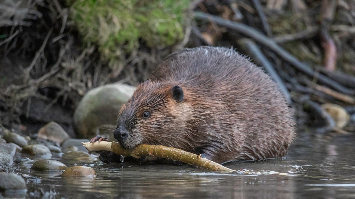 Beaver feeding in water at eye level, close-up portrait.