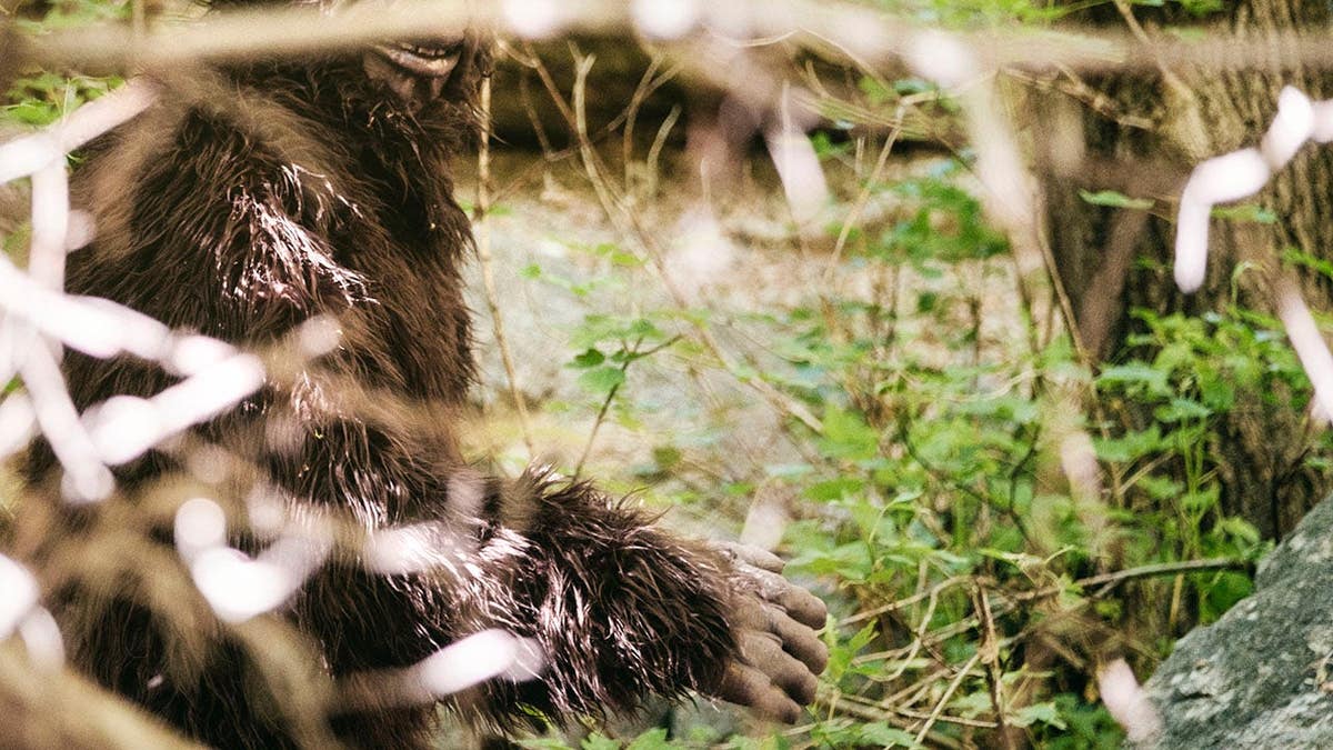 Bigfoot walks through wilderness and looks back toward the camera.