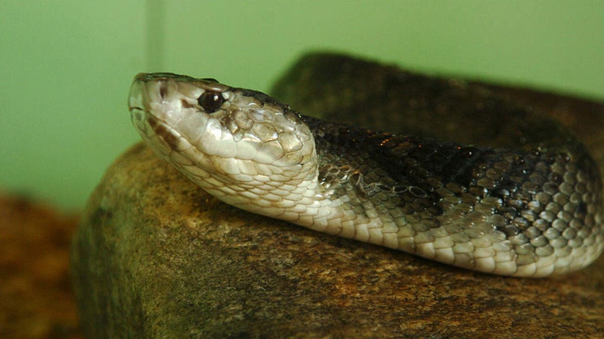cottonmouth or water moccasin snake