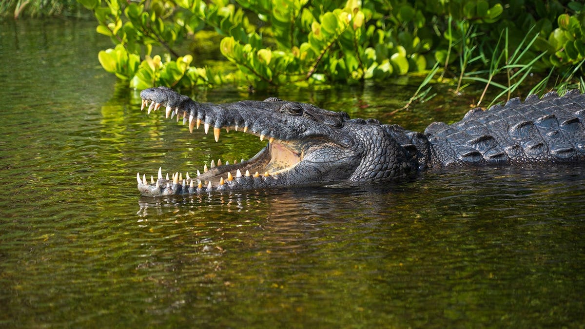 A crocodile rests in water at Everglades National Park, Florida.